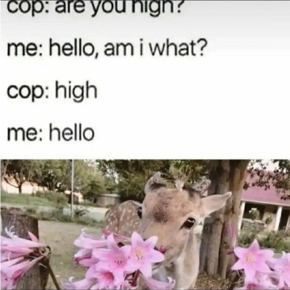 Meet your Posher, Mikelle